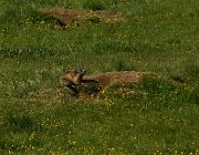 2017 - Val di Fassa 0867